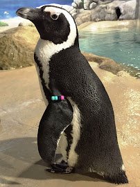 Jenkinson's Aquarium