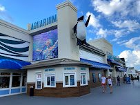 Jenkinson's Aquarium photo 3