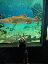 Jenkinson's Aquarium photo 4