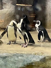 Jenkinson's Aquarium photo 5