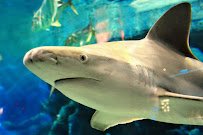 Jenkinson's Aquarium photo 6