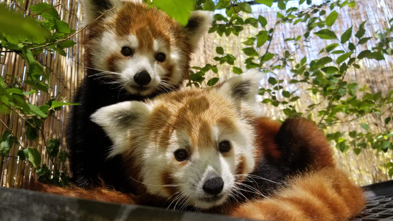 Idaho Falls Zoo at Tautphaus Park