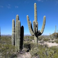 Arizona-Sonora Desert Museum