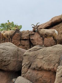 Arizona-Sonora Desert Museum photo 5