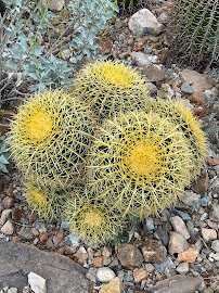 Arizona-Sonora Desert Museum photo 6