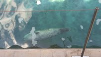 Lighthouse Point Splash Zone at Hogle Zoo photo 2