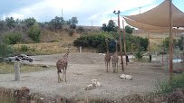Lighthouse Point Splash Zone at Hogle Zoo photo 4