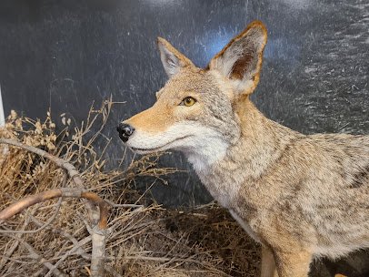 Santa Cruz Museum of Natural History photo 6
