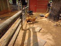 John P. McGovern Children's Zoo photo 3