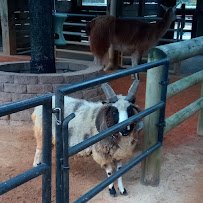 John P. McGovern Children's Zoo photo 5