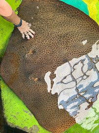 Stingray Lagoon photo 3