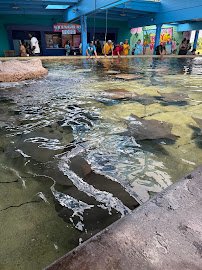 Stingray Lagoon photo 4