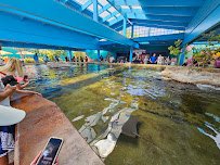 Stingray Lagoon photo 5