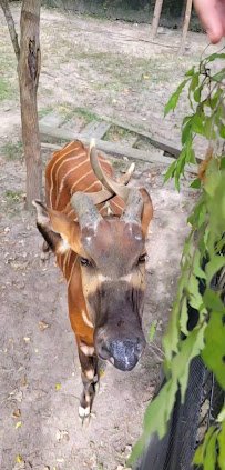 Bongo Exhibit photo 2