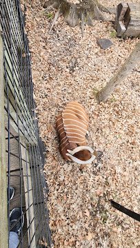 Bongo Exhibit photo 3