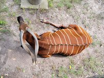 Bongo Exhibit photo 5