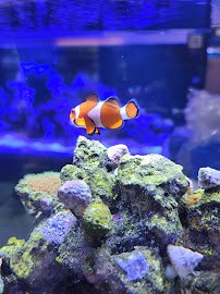 Rainbow Aquarium and Pond photo 4