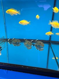 Rainbow Aquarium and Pond photo 5