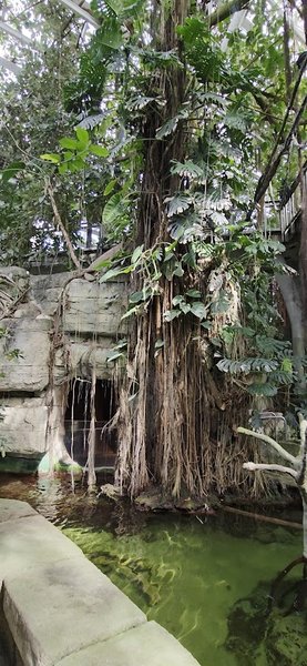 Rainforest Pyramid photo 2