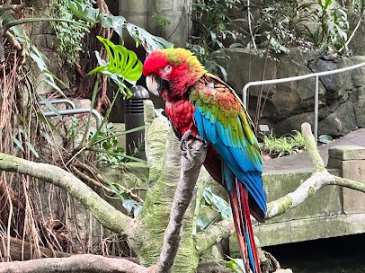 Rainforest Pyramid photo 4