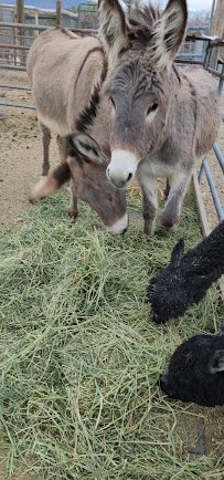 Nature Health Farms Petting Zoo, Airbnb, Alpaca Farm & Wedding Chapel in Pahrump photo 5