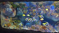 VIA Aquarium photo 2