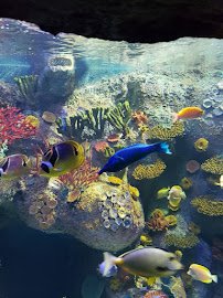 VIA Aquarium photo 5