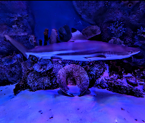 VIA Aquarium photo 6