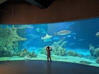 ABQ BioPark Aquarium photo 3