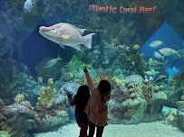 ABQ BioPark Aquarium photo 5