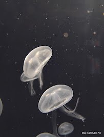 ABQ BioPark Aquarium photo 6
