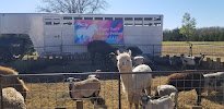 Mary Sue's Mobile Petting Zoo & Pony Rides photo 3