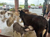 Mary Sue's Mobile Petting Zoo & Pony Rides photo 6