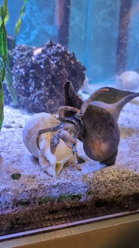 Arthropod Zoo photo 6