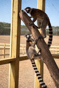 Wild South Exotics photo 3