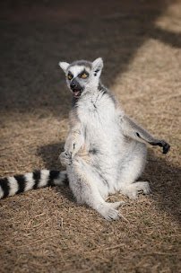 Wild South Exotics photo 4