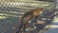 Amarillo Zoo photo 2