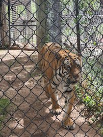 Amarillo Zoo photo 3