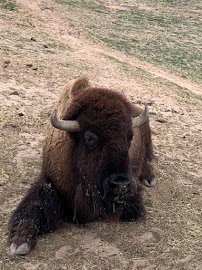 Amarillo Zoo photo 4