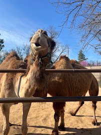 Amarillo Zoo photo 6