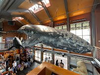 Santa Barbara Museum of Natural History Sea Center photo 3