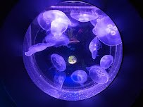 Santa Barbara Museum of Natural History Sea Center photo 4