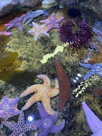 Santa Barbara Museum of Natural History Sea Center photo 6