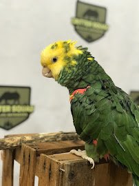 Critter Squad Wildlife Defenders.