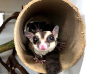 Critter Squad Wildlife Defenders. photo 4