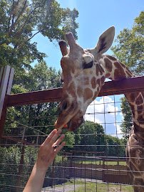 Living Treasures "Wild" Animal Park photo 3