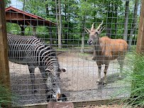 Living Treasures "Wild" Animal Park photo 4