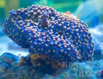 Kona Reef Az - Phoenix photo 4