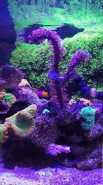 Kona Reef Az - Phoenix photo 5