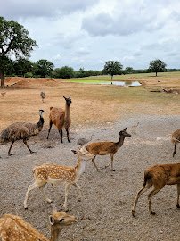 The Exotic Resort Zoo photo 3